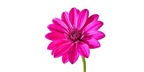 Neon pink trippy flower with vibrant petals isolated on a white background, flower, trippy, vibrant colors