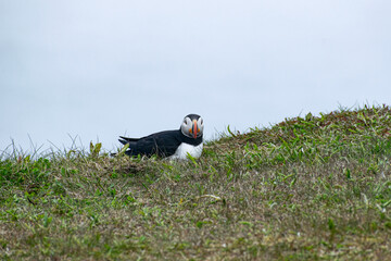 A roosting puffin at the Elliston Puffin Viewing Point on the Bonavista Peninsula, nestled among the rugged coastline, showcasing the peaceful natural habitat of this charming seabird.