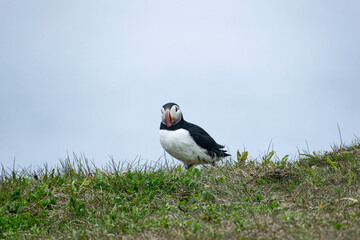 A puffin displaying aggressive behavior at the Elliston Puffin Viewing Point on the Bonavista Peninsula, highlighting its territorial nature amidst the rugged coastal beauty.