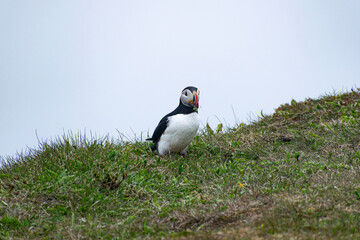 A puffin with vegetation in its mouth at the Bonavista Peninsula’s Elliston Puffin Viewing Point, showcasing its foraging behavior amid the scenic coastal landscape.