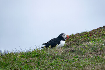 A roosting puffin at the Bonavista Peninsula’s Elliston Puffin Viewing Point, resting in its natural habitat amidst the rugged coastal beauty.