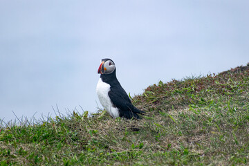 A puffin on watch at the Elliston Puffin Viewing Point, staying alert and vigilant in its coastal environment amidst the rugged beauty of the Bonavista Peninsula.