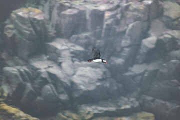 A diving puffin captured in mid-air as it plunges into the ocean at the Elliston Puffin Viewing Point on the Bonavista Peninsula, showcasing its hunting behavior in the coastal waters.