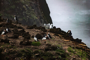 A puffin colony at the Elliston Puffin Viewing Point on the Bonavista Peninsula, with numerous...