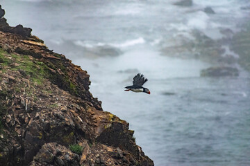 A puffin diving into the ocean at the Elliston Puffin Viewing Point, captured in action as it hunts for food, showcasing the dynamic behavior of this charming seabird.