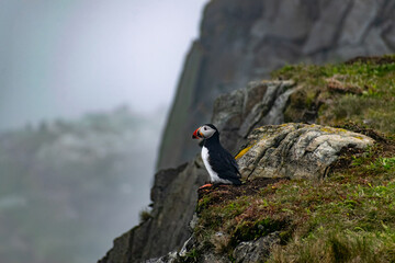 A puffin standing on the edge of a cliff at the Elliston Puffin Viewing Point on the Bonavista Peninsula, enjoying the expansive view of the ocean and rugged coastline.