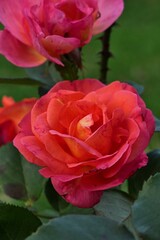 Two blossoming flowers of rose hybrid Coral Dawn, growing in garden during late october autumn season, green lawn in background. 