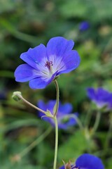 Blue blossoming flower of Geranium wallichianum, hardy flowering herbaceous perennial plant, native...
