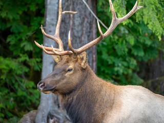 Majestic Vancouver Island Roosevelt Elk captured in their natural habitat, showcasing the beauty and grace of British Columbia's wildlife