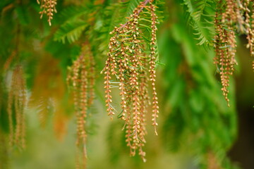 Hanging flowers of the dwan redwood tree Metasequoia Glyptostroboides, which is originally native to East Asia. Here in November in Hanover, Lower Saxony, Germany.