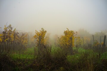 Foggy Grape Field Hungary 