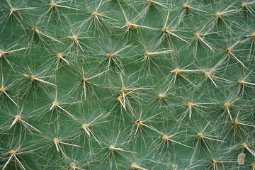 Wallpaper closeup of the spines of the green cactus Opuntia Ritteri, Mexico