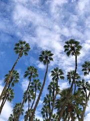 Obraz premium Tall palm trees Malaga, Malaga, Andalusia, Spain