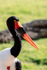 Side profile of a saddle billed stork with vivid red and black beak and vibrant yellow eye on a green natural background