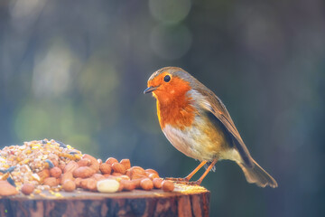 Robin at a feeding station 