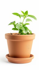 Fototapeta premium Minimalistic Houseplant on White
