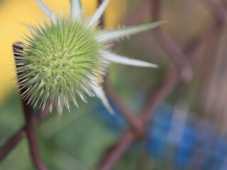 beautiful thorny flower for your screensaver