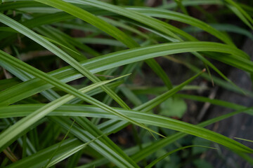 Fresh green grass closeup background