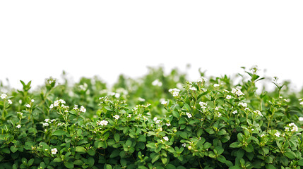 Obraz premium Lush green bushes with small white flowers isolated on white background, cut out