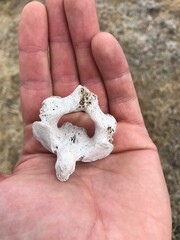 Archeologist Finds Old Bone