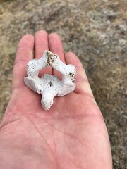 Archeologist Finds Old Bone