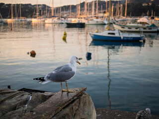 Seagull in Lerici, Italy on the background with boats. Selective focus