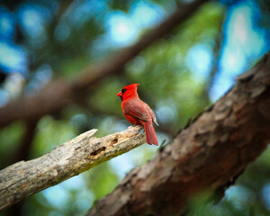 cardinal in a tree