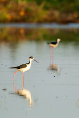 Black Necked Stilt Standing in Shallow Pond