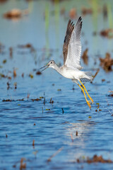 Greater Yellowlegs Takeoff