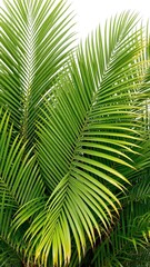 Tropical green palm leaf frond background with lush, vibrant foliage, lush, palm leaf