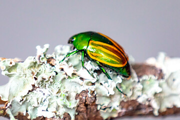 Beautiful green and yellow South American tropical beetle (Macraspis festiva) known as 