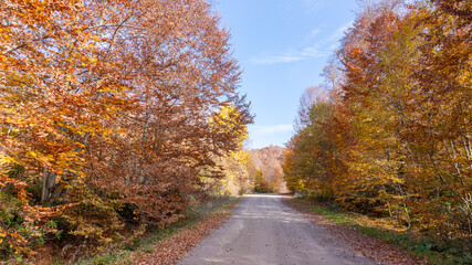 Obraz premium Autumn leaves falling into the lake, magnificent autumn view, bolu Yedigöller National Park