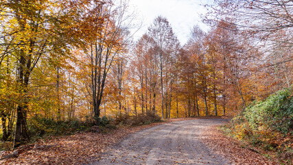Obraz premium Autumn leaves falling into the lake, magnificent autumn view, bolu Yedigöller National Park