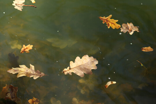 Small autumn oak leaves float on the surface of the lake and then sink.