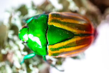 Beautiful green and yellow South American tropical beetle (Macraspis festiva) known as 