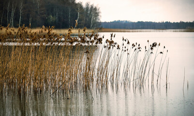 Serene view of tall reeds swaying gently by a calm lake during early morning light with distant trees lining the shoreline