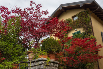 Charming house features vibrant red leaves of Japanese maple. Exterior decorated with lush...