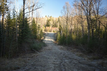 Obraz premium Sentier Père Buteux 15 Novembre 2024