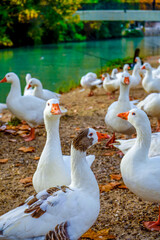 Una manada de patos en el campo.