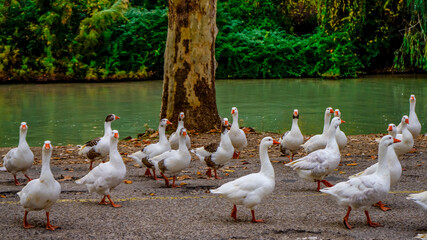 Una manada de patos en el campo.