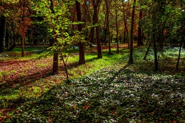 Arboles en la temperada de otoño 