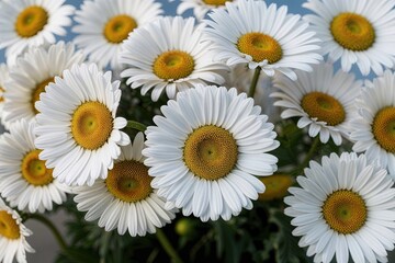 Obraz premium Graceful White Daisy Portraits on Clear Background