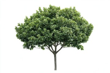 A tree with green leaves on a white background, ideal for nature-inspired designs and backgrounds