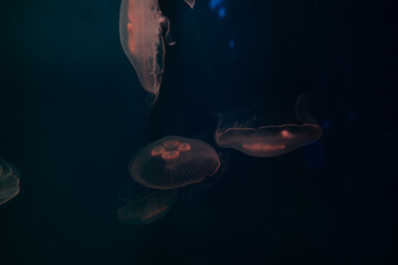 There are a lot of jellyfish in the water. The underwater world in the aquarium