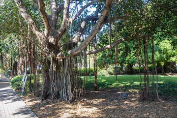 A Benjamin ficus with aerial roots in a Mediterranean park near a path