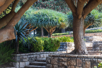 A view of the dragon tree in an Israeli Mediterranean park. Stone`s steps