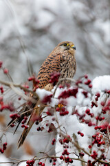 Common kestrel (Falco tinnunculus) perched on a branch with snow ready to hunt.  Snow cold freeze weather with raptor in Czech republic