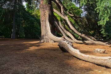 Tree with strange long roots growing on top of the ground.