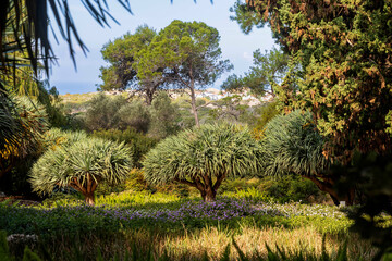 An alley of Dracaena draco, the Canary Islands dragon tree or drago, in an Israeli park.