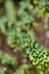 Dwarf purple rhododendron leaves